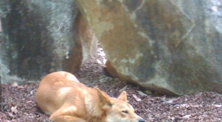 убийствените жеги подпалиха австралия