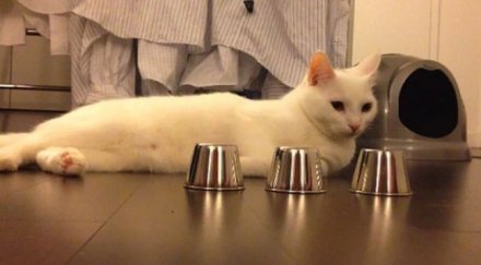 умен котарак играе тука тука нема видео