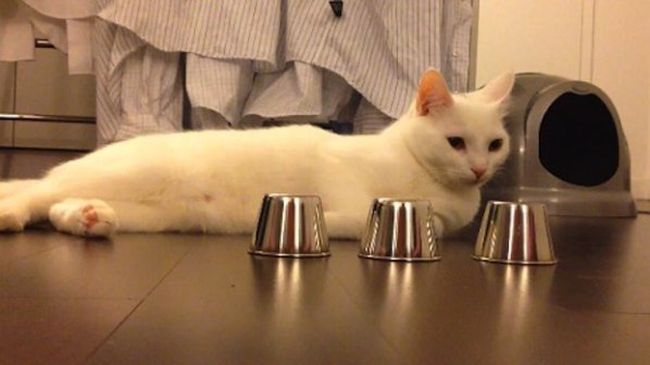 Умен котарак играе на тука има, тука нема (Видео)
