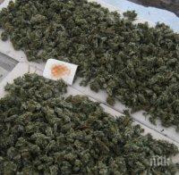 Извънредно! Заловиха български микробус с 400 килограма марихуана