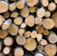 Четири присъди за незаконен добив на дървесина от началото на годината