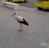 Щъркел се лута на летището в Бургас