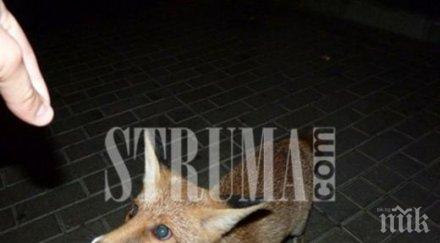 благоевград пак накрак заради животно издирват болна бяс лисица