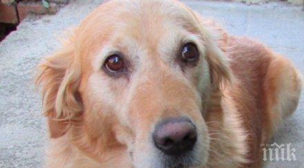 мъж преби беззащитно кученце хисаря