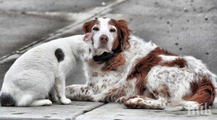 живот варна призова насилието животните