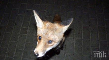 експерт доказателства лисицата появила благоевград болна бяс