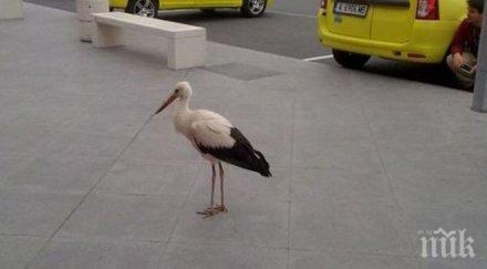 щъркел лута летището бургас