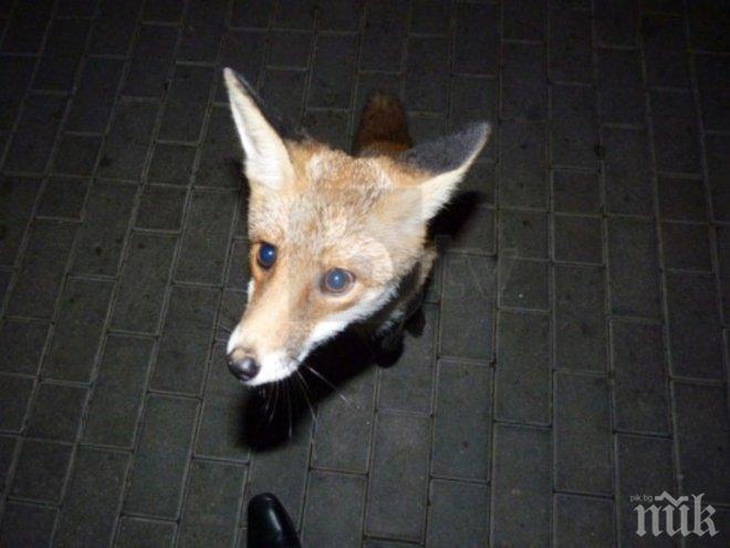 Експерт: Няма доказателства, че лисицата, появила се в Благоевград, е болна от бяс

