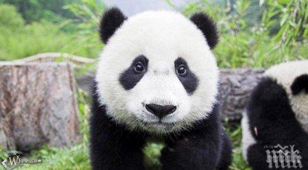 клонират панди спасят вида
