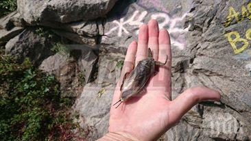 паника пловдив гигантска дървеница стресира гости драматичния театър снимки