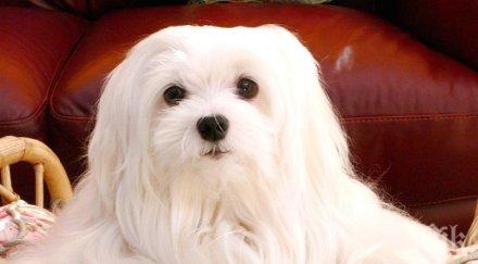 откраднато две години куче върна стопаните австралия