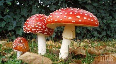 паника пловдив шестима души натровиха гъби сред тях две деца