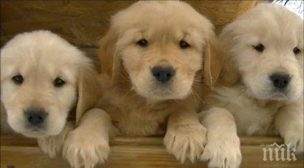 заради кученце годишен застреля момиченце