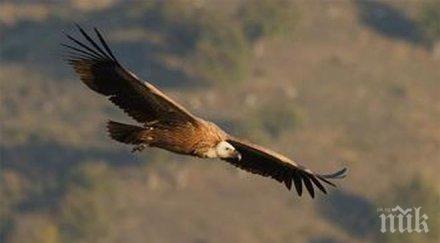 бебето лешояд мишел полетя