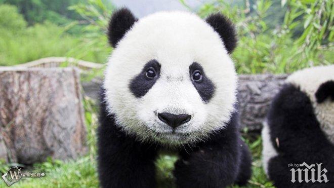 Клонират панди, за да спасят вида