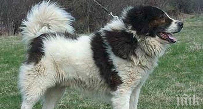 Разследват смъртта на две овчарски кучета край Кърджали