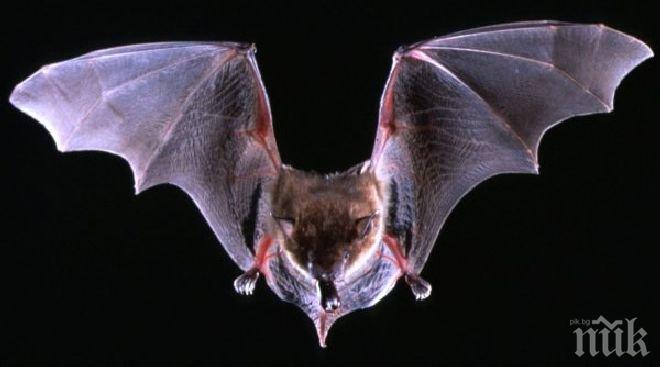 В Бургас ще се проведе нощ на прилепите
