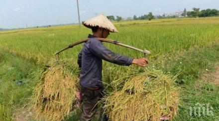 корейците хранят достатъчно здравословно