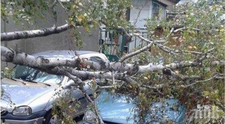 дърво стовари кола варна