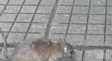 откриха неизвестен досега вид плъхове индонезия