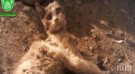 зверство отрязаха краката коте търнава