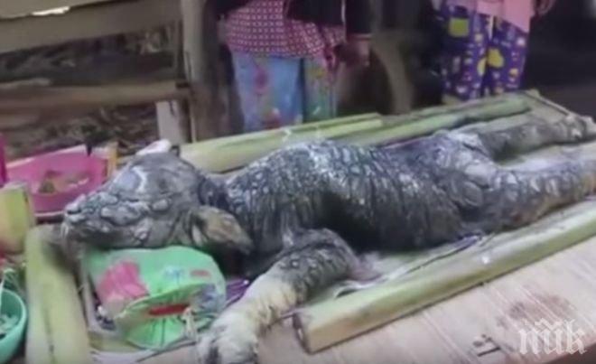 Грешка на природата! Крава-крокодил се роди в Тайланд (видео)