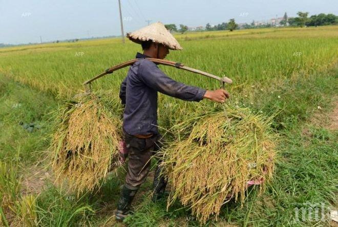 Корейците не се хранят достатъчно здравословно