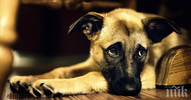 Неговата приятелката му каза да се отърве от кучето си и то незабавно! Тогава той публикува тази обява: