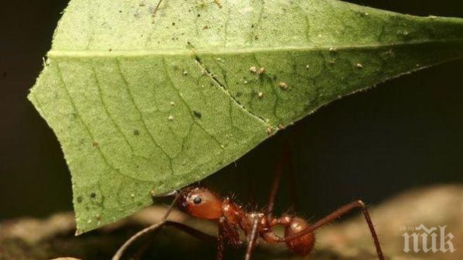 Растение използва дъждовни капки, за да хваща мравки