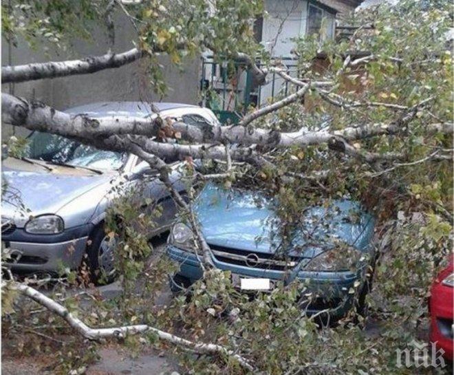 Дърво се стовари върху кола във Варна