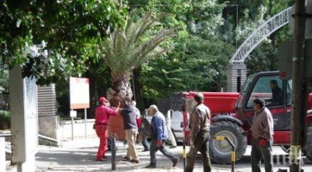 куриоз варна започнаха прибират палмите морската градина изтърваха цели две снимки