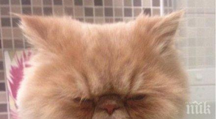 персийска котка изби рибата инстаграм снимки видео