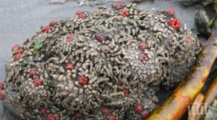 изследователи натъкват камък разрязват правят невероятно откритие уникални чудеса