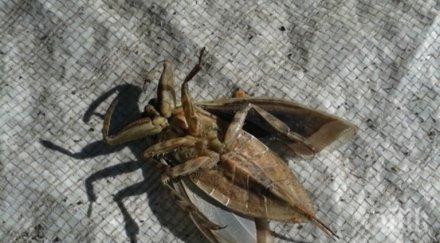 гигантски дървеници налазиха димитровградския парк марица