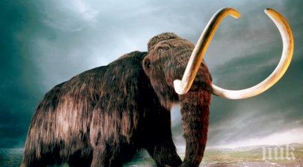 руски учени откриха кожа мамут експериментират хибрид слон