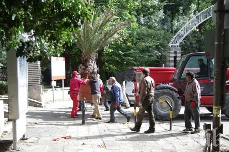 Куриоз във Варна! Започнаха да прибират палмите от Морската градина, изтърваха цели две (снимки)
