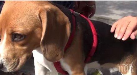 хора цяла българия протест хисаря заради пребитото кученце