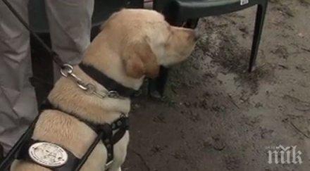 пик кучето водач осигурява сигурност безопасност приятел член семейството човека увреждания