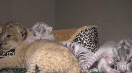 три тигърчета родиха зоопарка ялта видео
