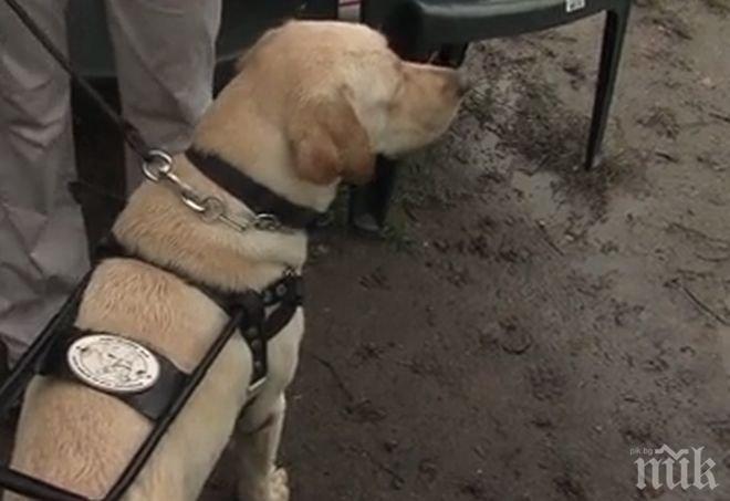 ПИК TV: Кучето-водач осигурява сигурност и безопасност, той е приятел и член на семейството за човека с увреждания