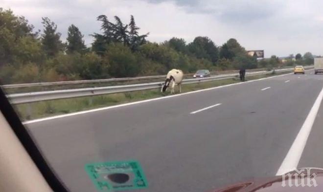 Пълен шаш! Крави пасат на магистралата (видео)