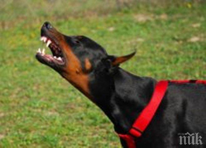 ОСТРИ ЗЪБИ: Безпризорен доберман нахапа жестоко жена и кучето й във Велико Търново