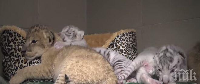 Три тигърчета се родиха в зоопарка в Ялта (видео)