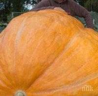 Американски фермер получи 12 хиляди долара за гигантска тиква
