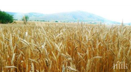 нивите поскъпват рекордно