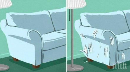 изглежда животът без котка изжлежда вкъщи малък пухкав домашен любимец