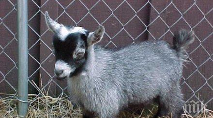 френски съд спря избиването засегнати болест стада алпийски козирог