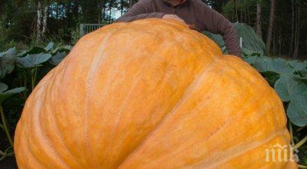 американски фермер получи хиляди долара гигантска тиква