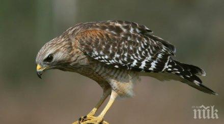 ястреб приюти варненско семейство