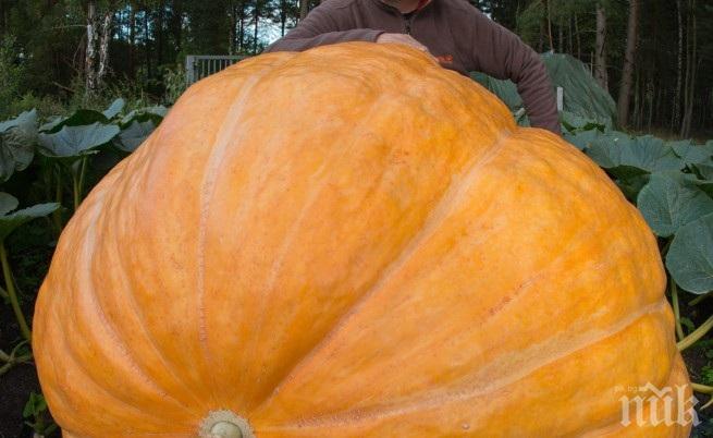 Американски фермер получи 12 хиляди долара за гигантска тиква
